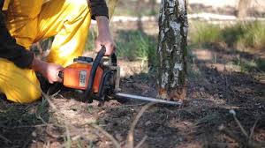 Professional Tree Care in Sharon Center, OH