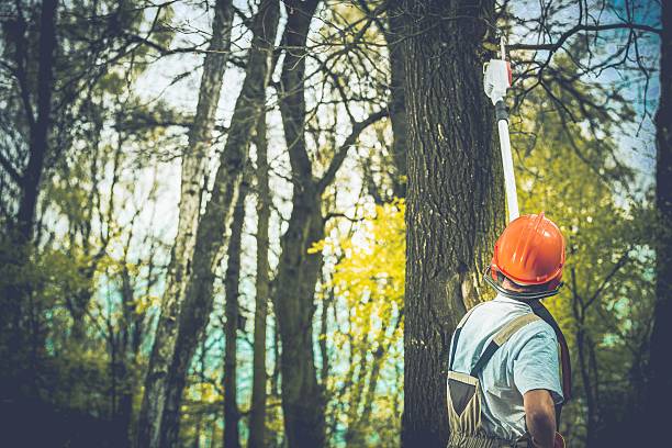 How Our Tree Care Process Works  in  Sharon Center, OH